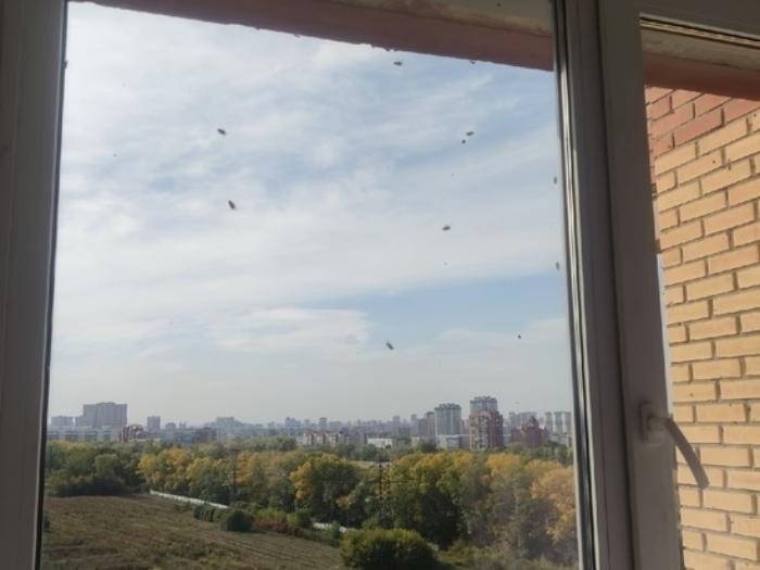 В Новосибирске отмечается нашествие божьих коровок