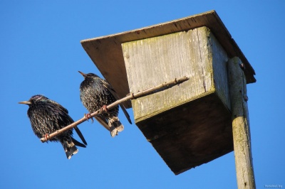 «Каждому скворцу по дворцу»
