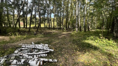 В Калининском районе благоустроят Сосновый бор